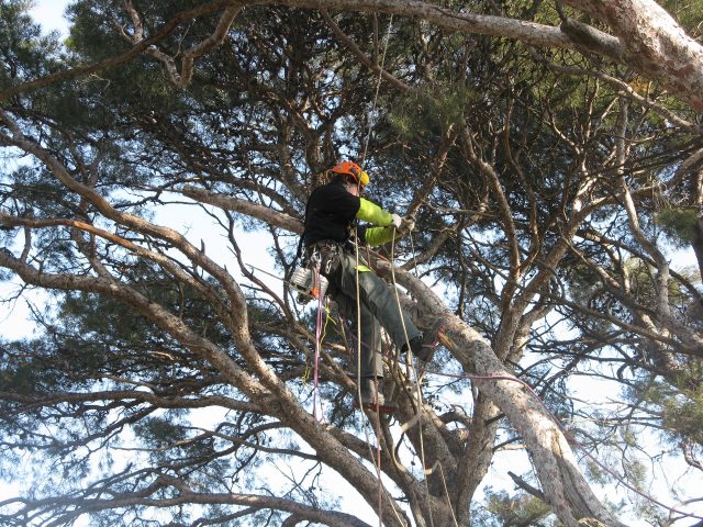 Elagage de grands arbres !