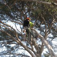 Elagage de grands arbres !